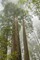 California, Redwoods NP Redwood trees and fog by Cathy - Gordon Illg - Item # VARPDXUS05BJY0207